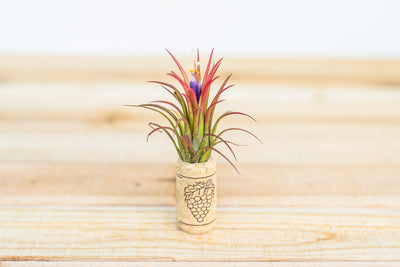 wine cork with magnet and blooming tillandsia ionantha fuego air plant
