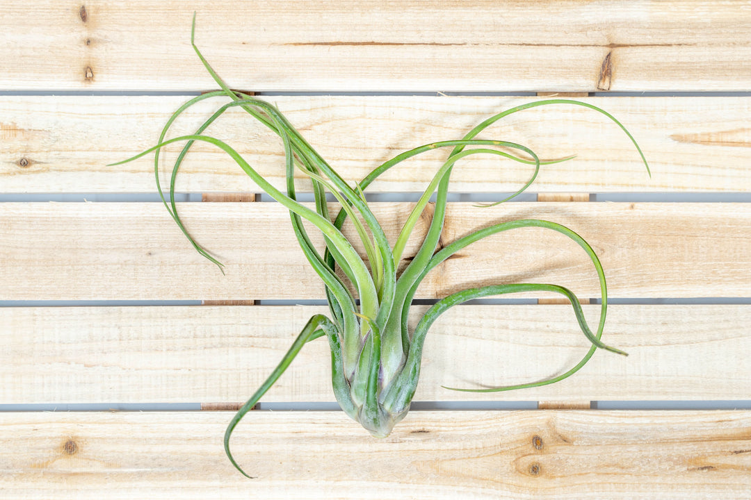 medusa air plant Tillandsia Caput Medusae Air Plants, Extra Large / Single Plant