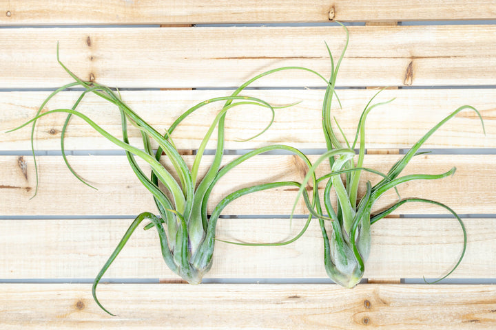 XL tillandsia caput medusae air plant