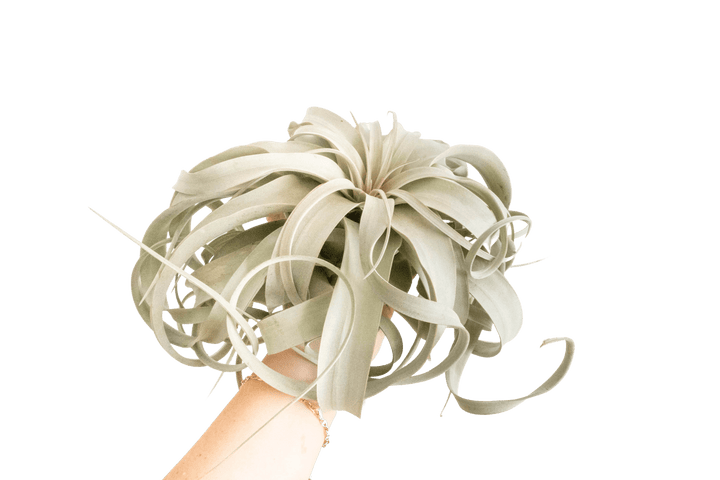 Jumbo Tillandsia Xerographica Air Plant