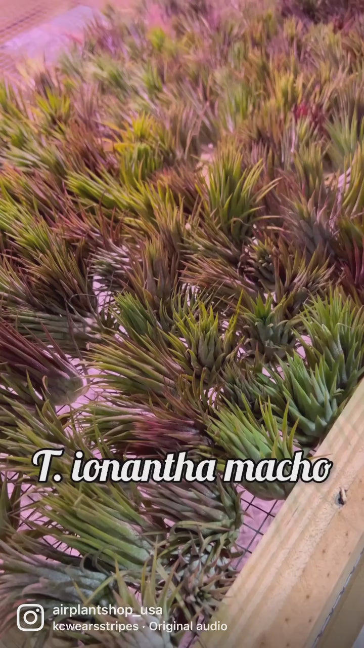 video montage of jumbo tillandsia ionantha guatemala air plants