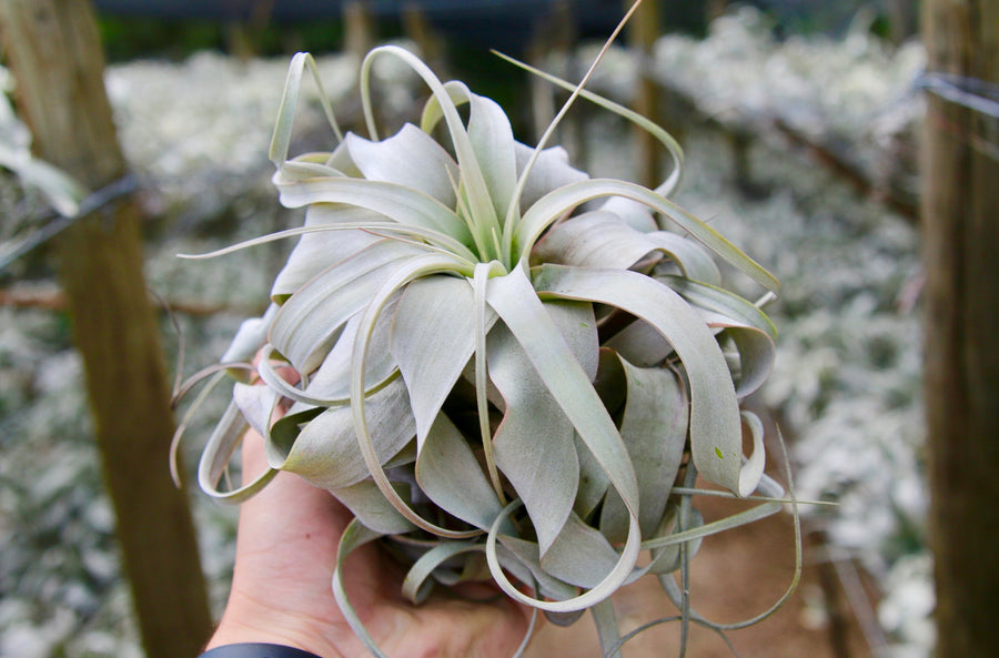 medium tillandsia xerographica air plant