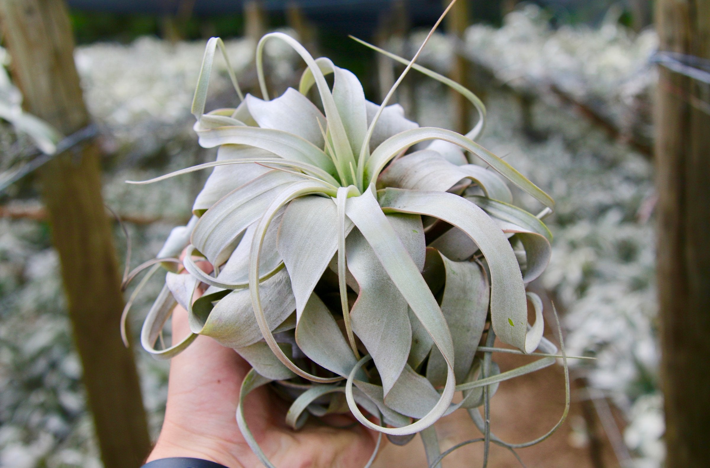 Wholesale Special Medium Tillandsia Xerographica Air Plants – Air