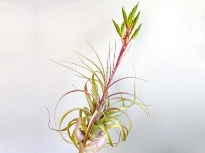 Tillandsia Roland Gosselini Air Plant with Giant Bloom Spike