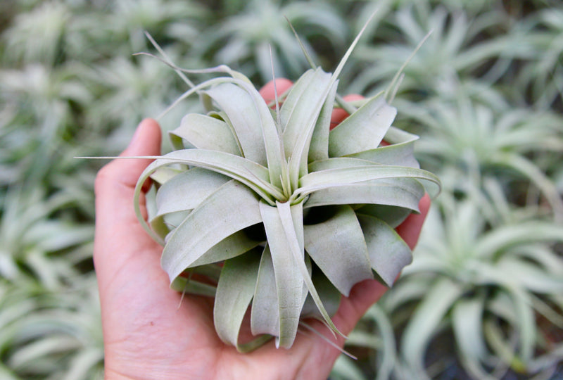 Hand holding a small tillandsia xerographica air plant
