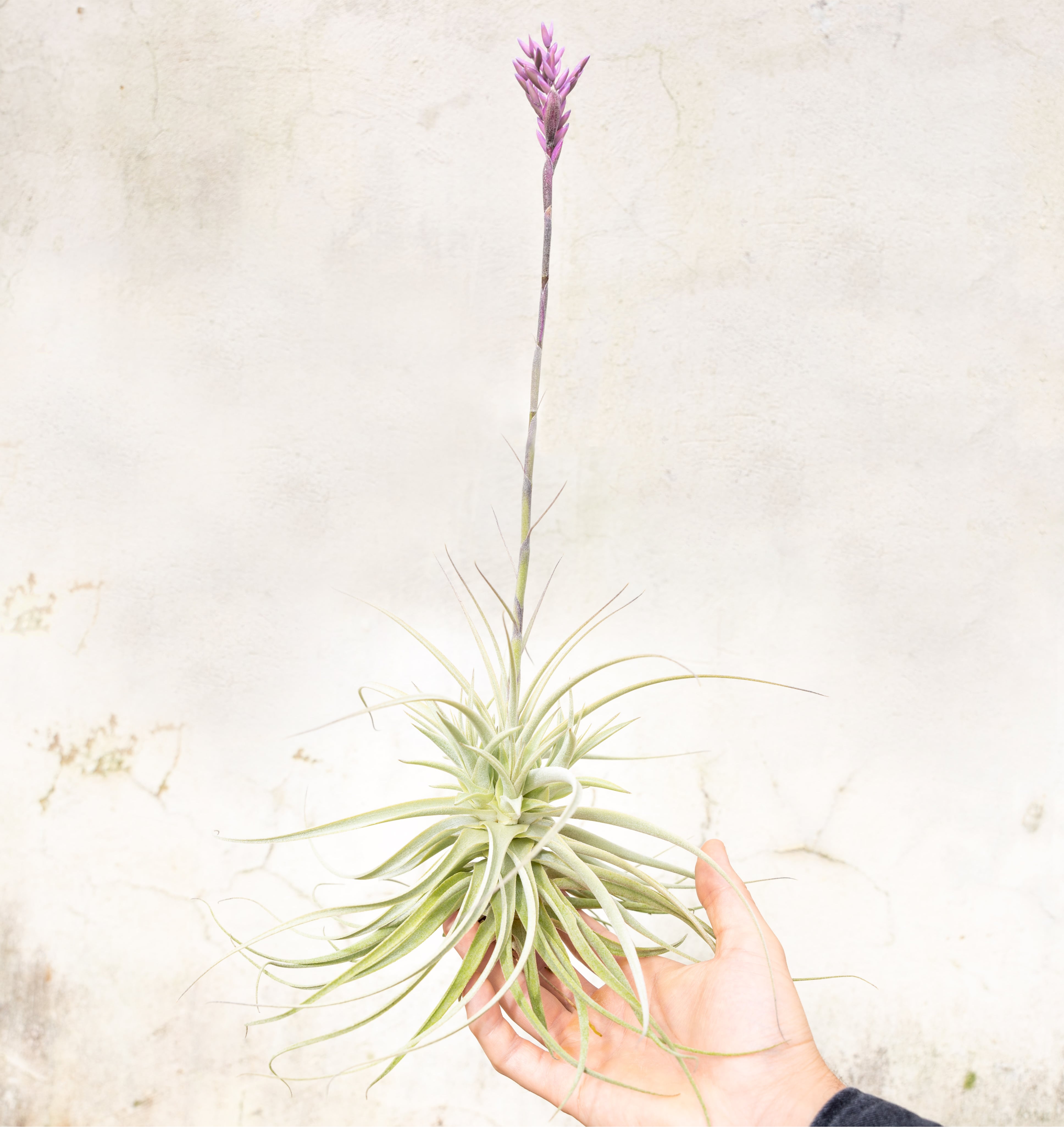 ブロメリア・エアープランツ Tillandsia fragrans from Ecuagenera Tillandsia Purpurea Air Plants - Rare Frangrant Flowering – Air