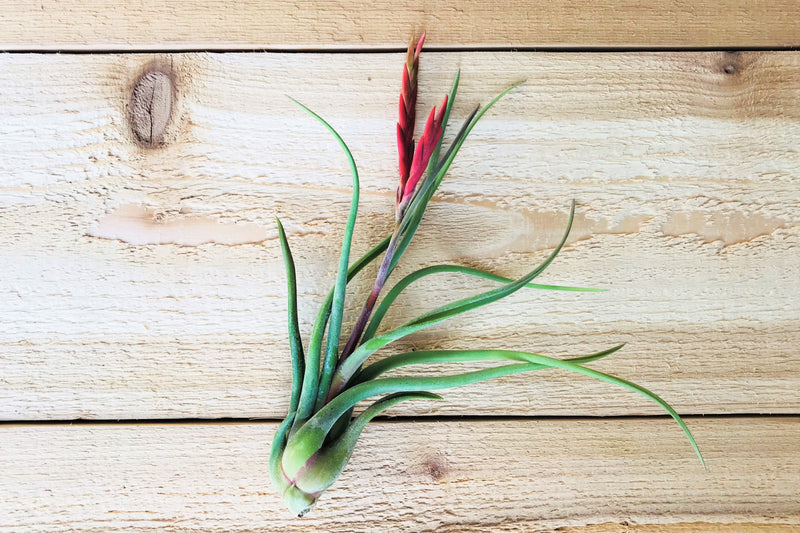 tillandsia caput medusae air plant with two pink bloom spikes