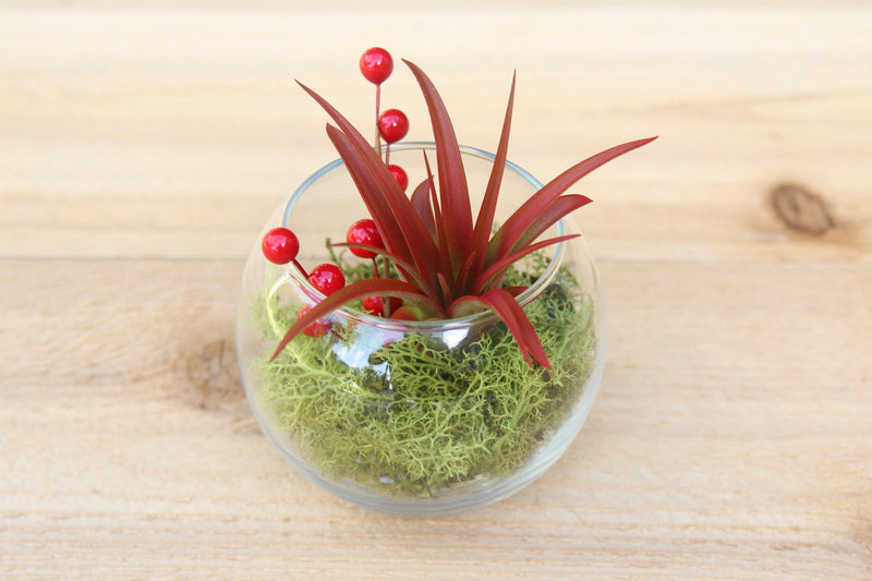 glass bubble bowl terrarium with preserved reindeer moss, berry sprigs and tillandsia red abdita air plant