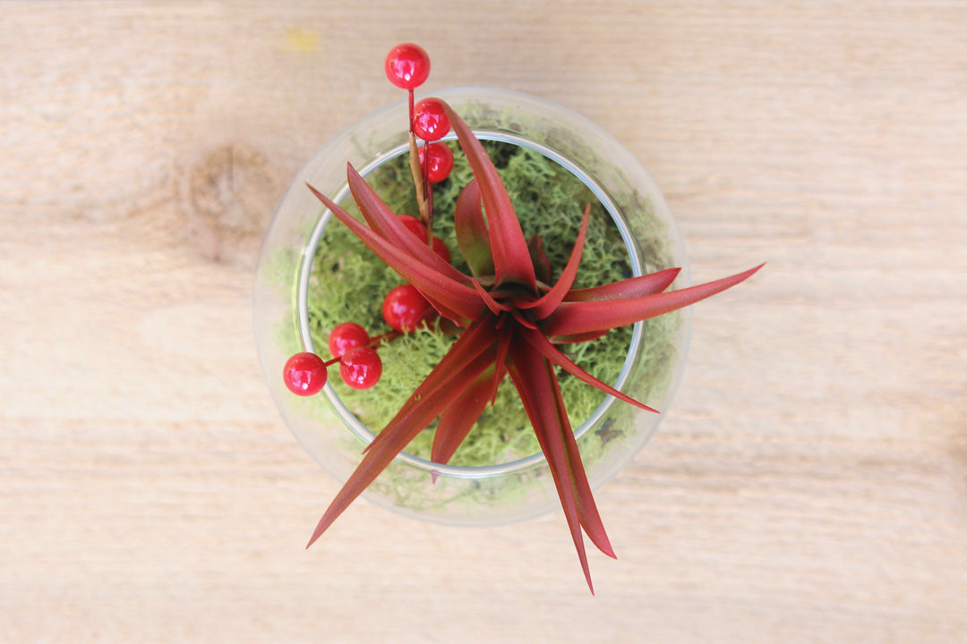 bubble bowl terrarium moss, berry spring and tillandsia red abdita air plant