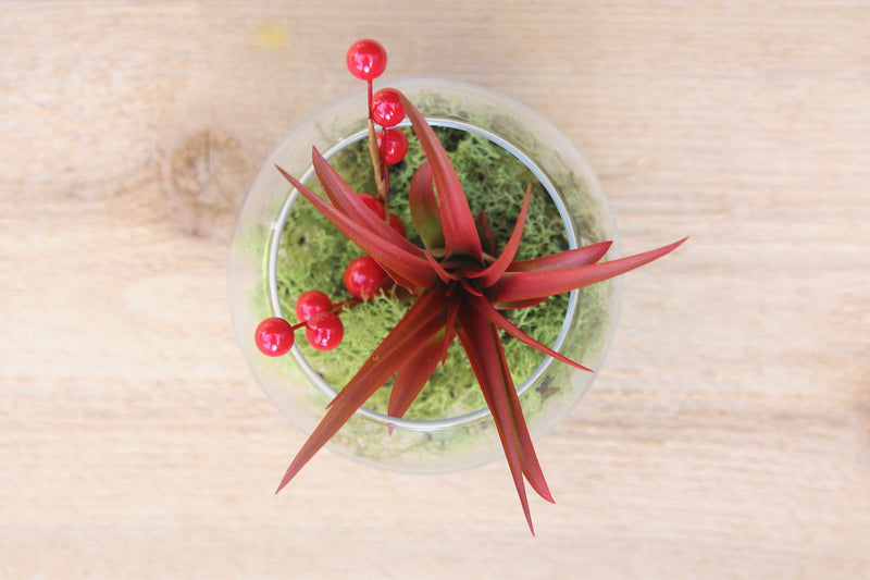 glass bubble bowl terrarium with preserved reindeer moss, berry sprigs and tillandsia red abdita air plant