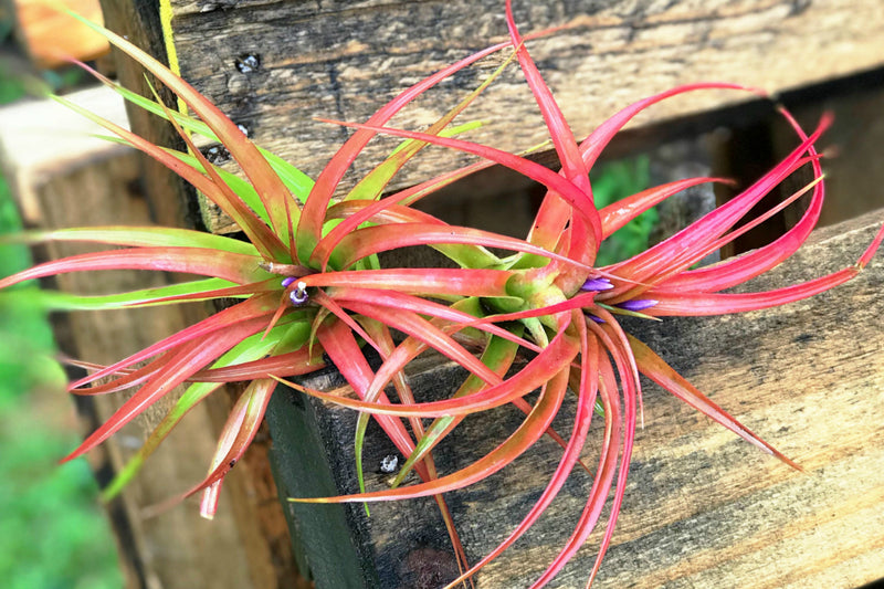 two large blushing and blooming tillandsia abdita air plants